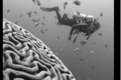 https://unsplash.com/search/photos/brain-sea foto di Vald Tchompalov 